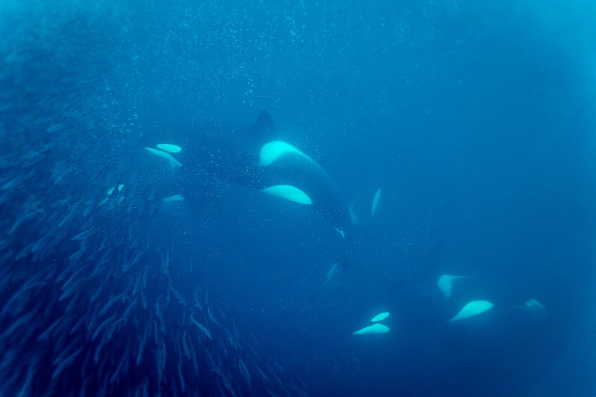 orcas sunfish