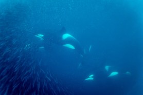 orcas sunfish
