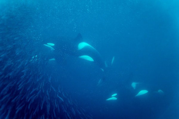 orcas sunfish