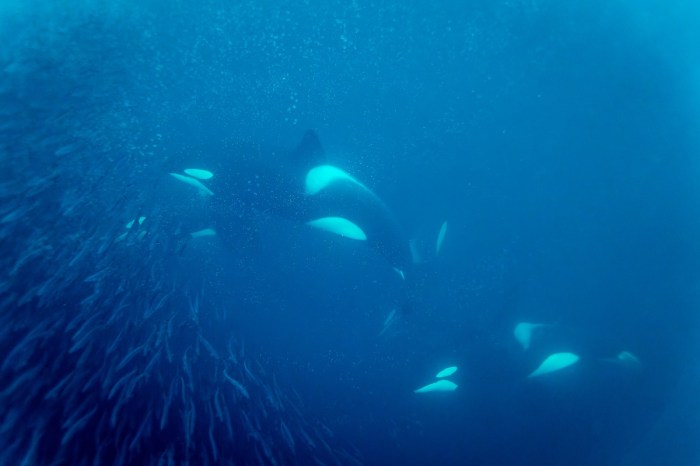 orcas sunfish