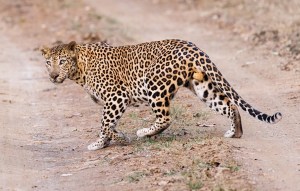 leopard liquor store