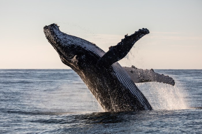 humpback whale breach