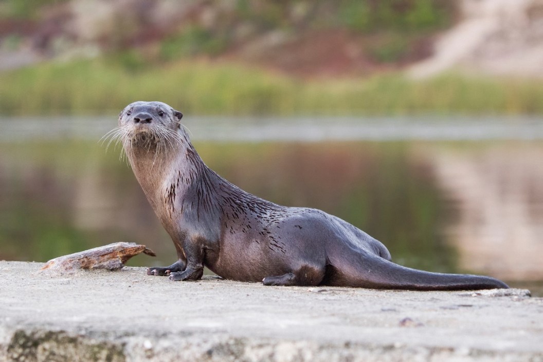 river otters arizona