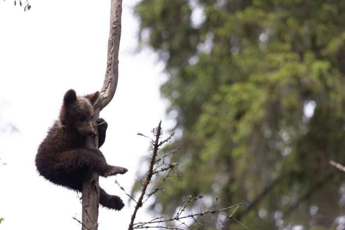 bear cubs nanny tree alaska