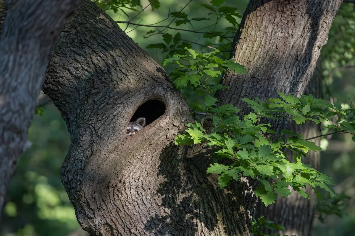 Featured Image