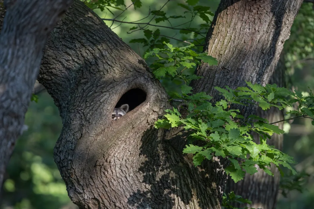 raccoon viral