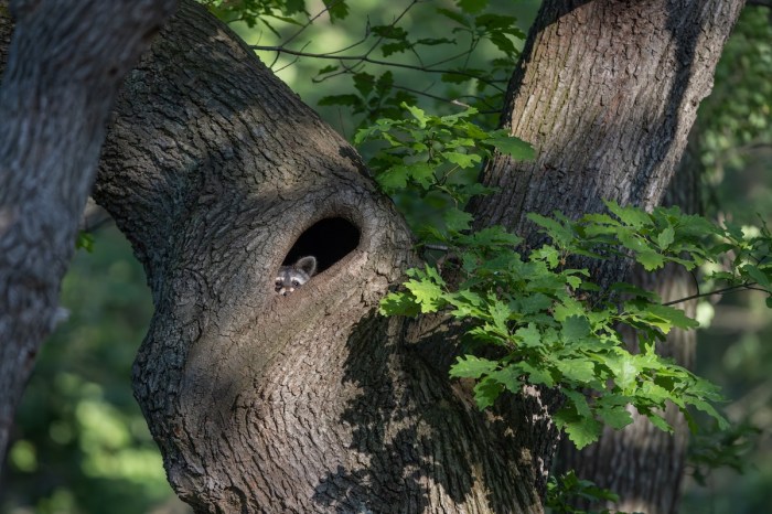 raccoon viral