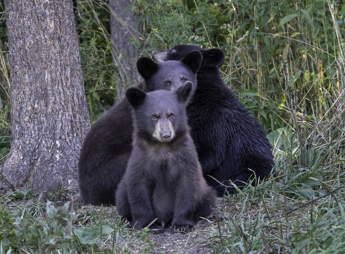 black bear cubs fight