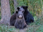 black bear cubs fight