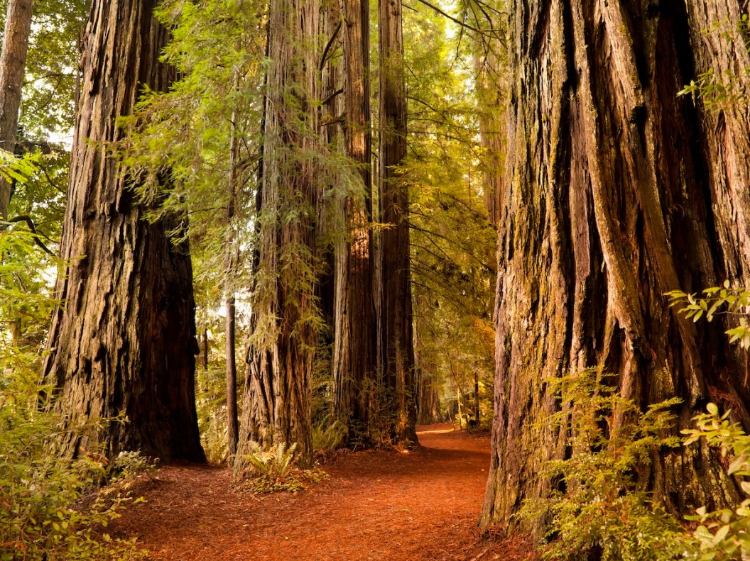redwood steals theft