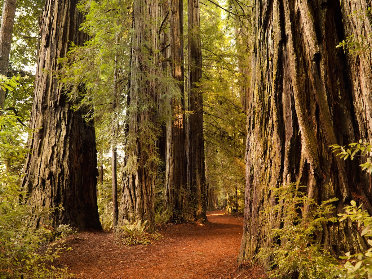 redwood steals theft
