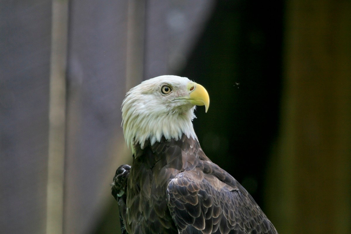 bald eagle Jackie injured