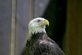 bald eagle Jackie injured