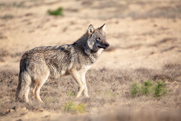 wolf isle royale