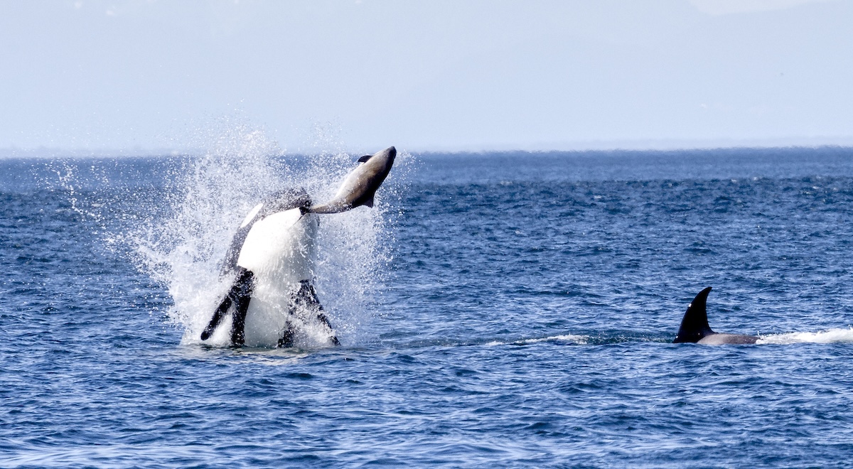 orca leaping hunting whale watch