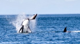 orca leaping hunting whale watch
