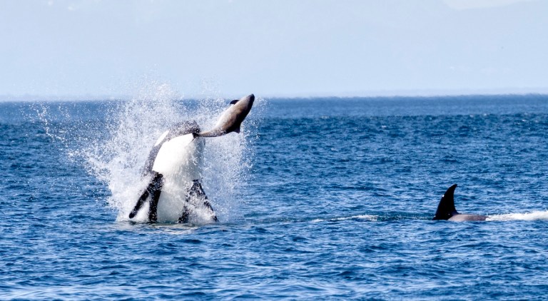 orca leaping hunting whale watch
