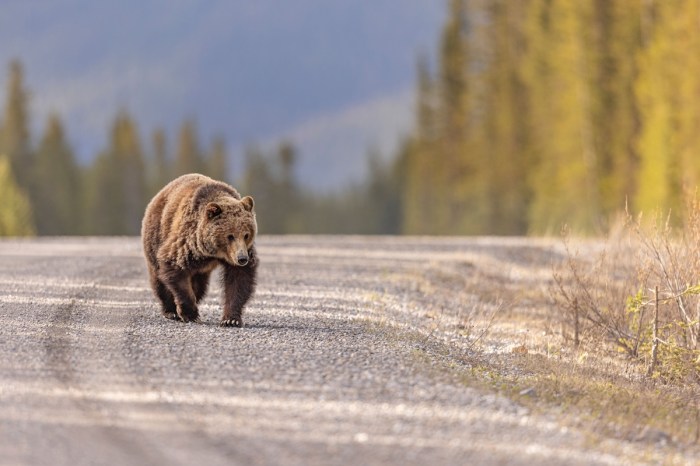 grizzly bear hikers alaska