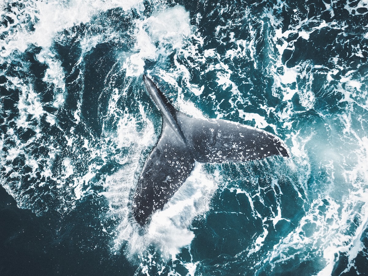 whale sinks rescue boat
