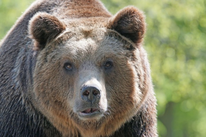 big-headed grizzly trail cam