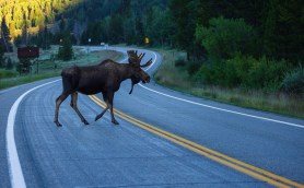 moose highway alaska motorcycle