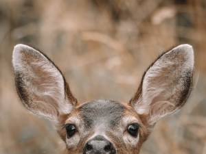 mule deer trail cam