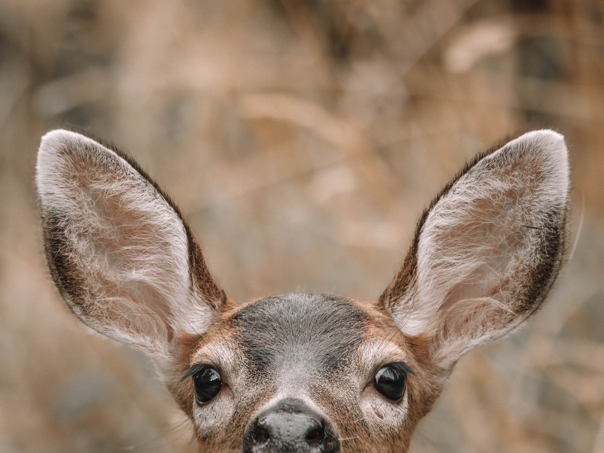 mule deer trail cam