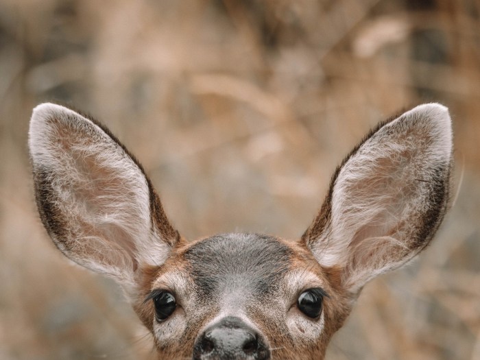 mule deer trail cam