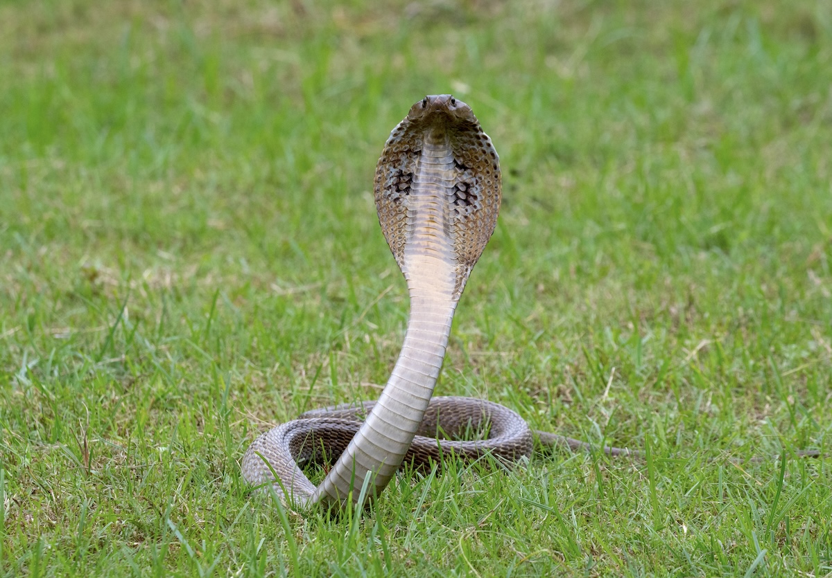 cat cobra
