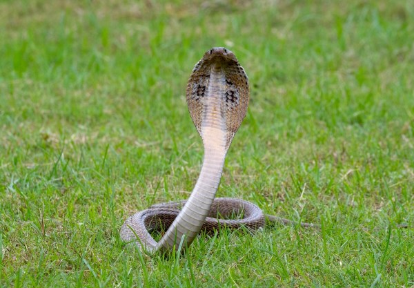 cat cobra