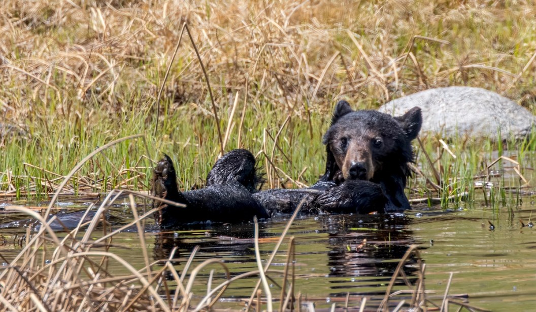 black bear family pond