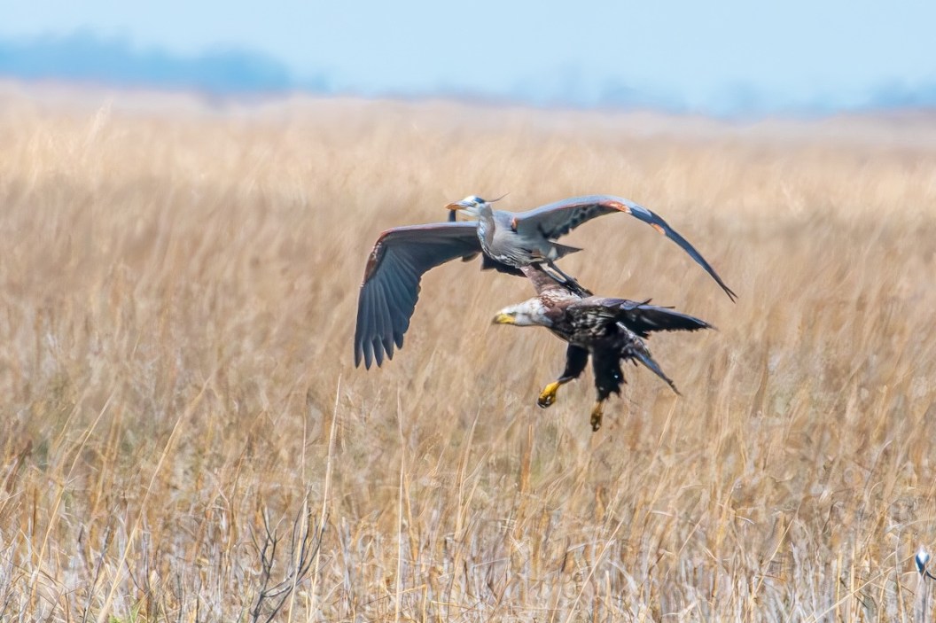 Great blue heron bald eagle