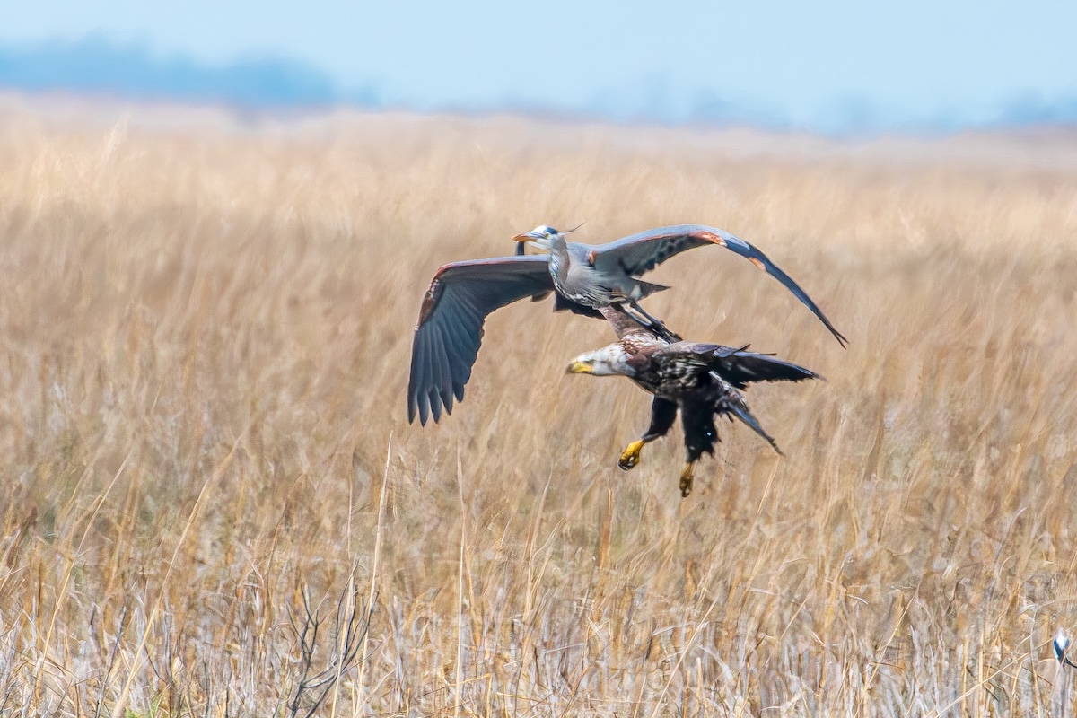 Great blue heron bald eagle