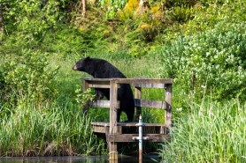 bear coffinboarder