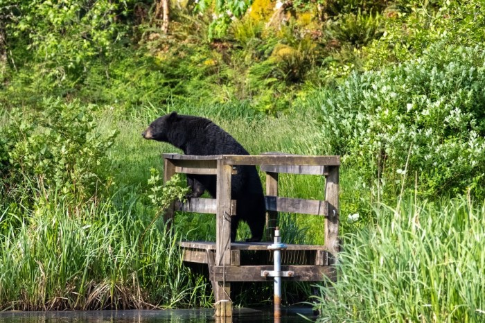 bear coffinboarder
