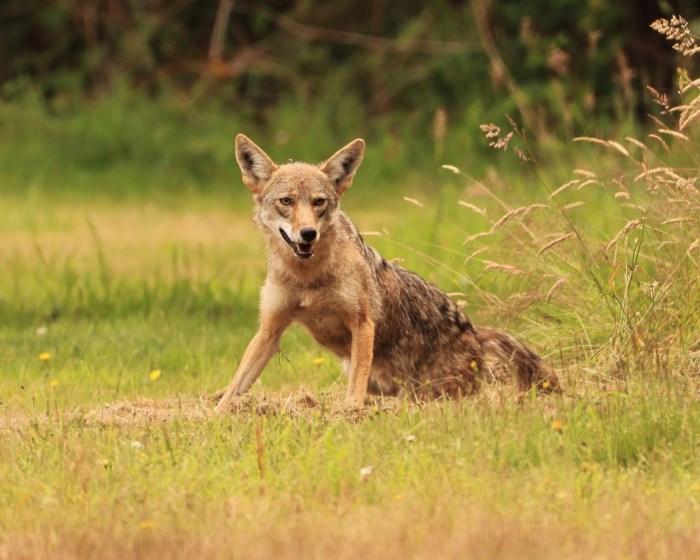coyote butt scoot