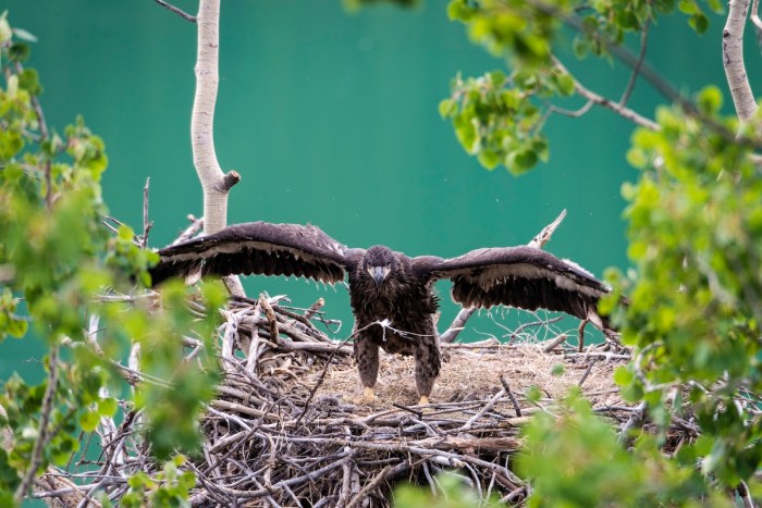bald eaglet fledge