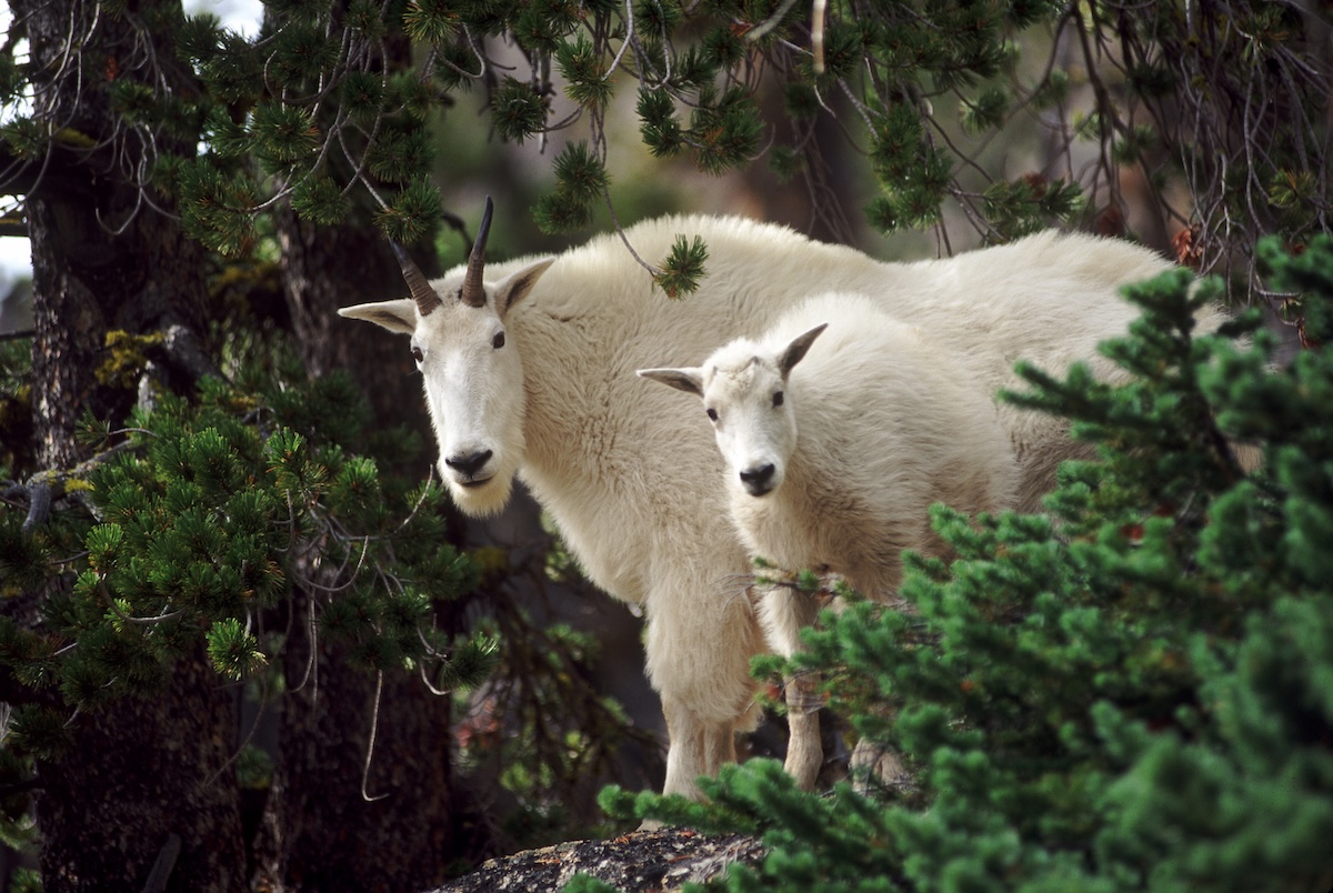 mountain goat north cascades