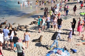 sea lions chase beach goers san diego