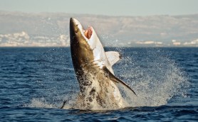 great white shark body boarder