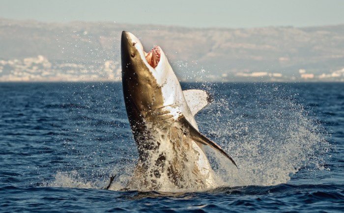 great white shark body boarder