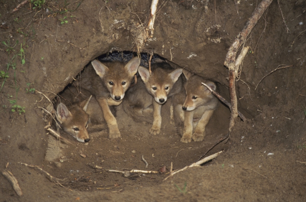 coyote den mobile home