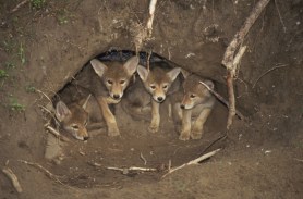 coyote den mobile home