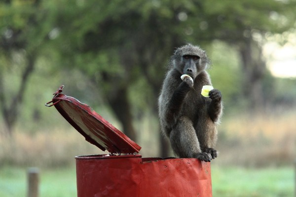 baboon safari