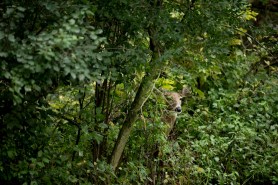 hidden deer