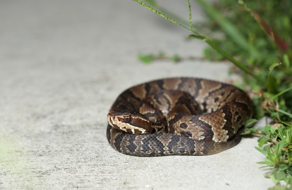 snake helmet