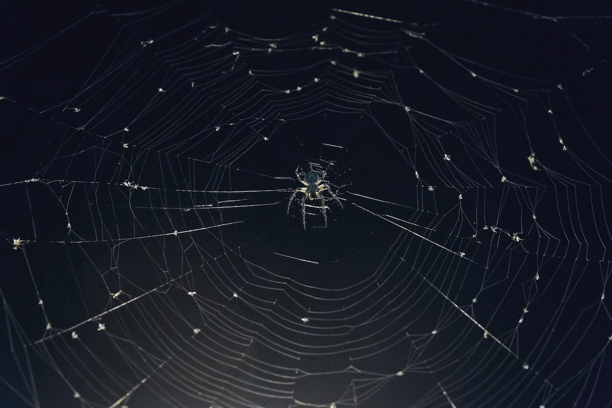 spider bites camping