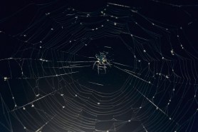 spider bites camping