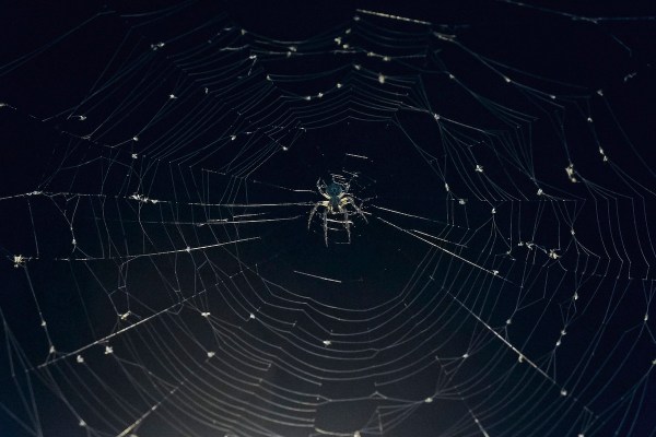 spider bites camping