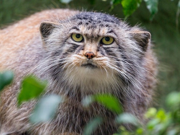 Pallas's cat trail cam
